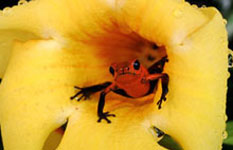 Frog in flower