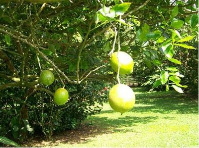 lemon_tree.jpg